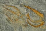 Three Ordovician Brittle Stars (Ophiura) - Morocco #350560-2